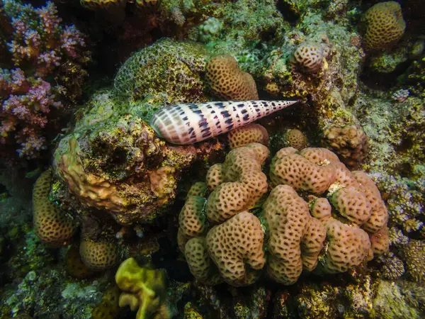 Beaux Coquillages Dans Les Mers Les Océans — Photo