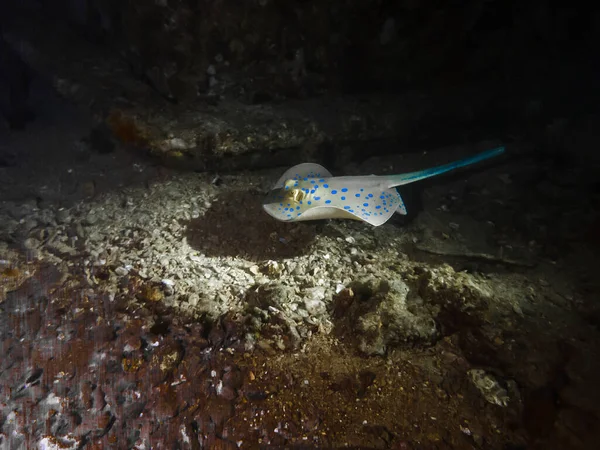 Belo Peixe Dos Mares Oceanos — Fotografia de Stock