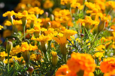 tasarımınız için çiçek kartpostal