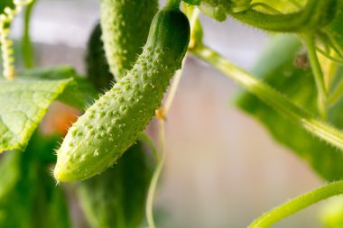 Salatalık ile bahçede büyüyen sivilce