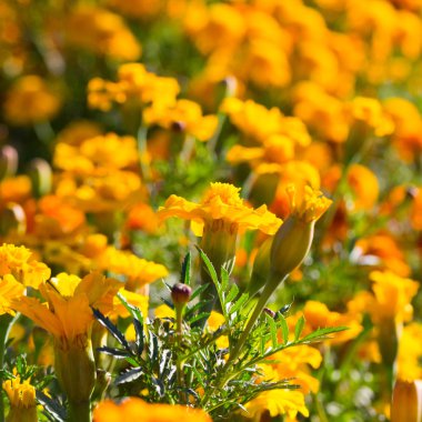 tasarımınız için çiçek kartpostal