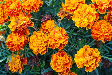 tasarımınız için çiçek kartpostal