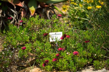 tasarımınız için çiçekler