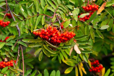 Büyük grup güzel Kırmızı Rowan