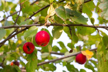 tasarımınız için çiçek kartpostal