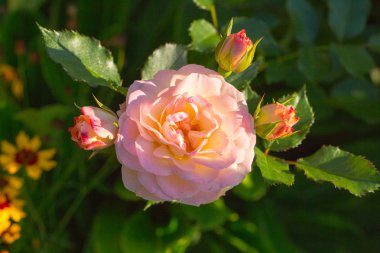 tasarımınız için çiçek kartpostal