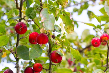 tasarımınız için çiçek kartpostal