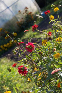 tasarımınız için çiçek kartpostal