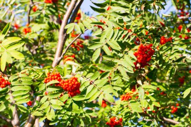 Büyük grup güzel Kırmızı Rowan