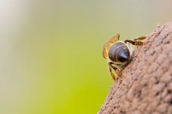 Ensam liten honungsbiet — Stockfoto