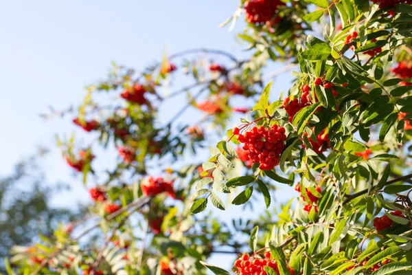 Large bunch of beautiful red Rowan — Stock Photo, Image