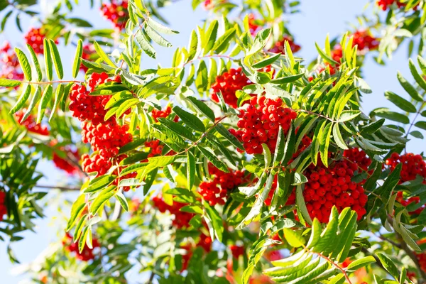 Grande mazzo di bella rossa Rowan — Foto Stock