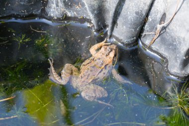 Küçük kurbağa yeşil kabak üzerinde oturan