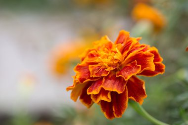 tasarımınız için çiçek kartpostal