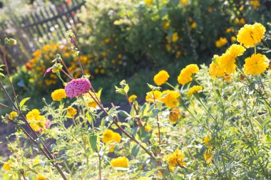 tasarımınız için çiçek kartpostal