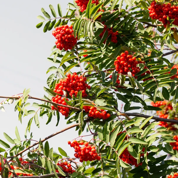 Grande mazzo di bella rossa Rowan — Foto Stock