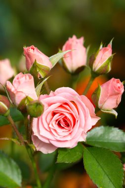 tasarımınız için çiçek kartpostal