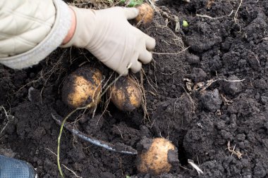 İçinde yatan patates yumrular