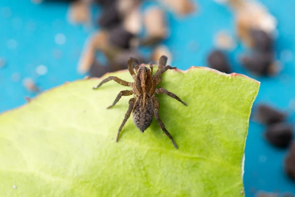Spider sitting on a green leaf — Stock Photo, Image