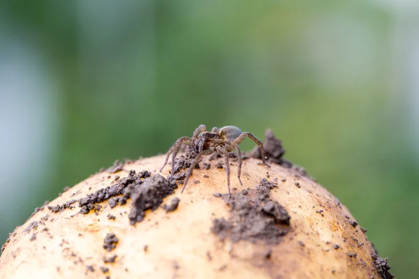 Söt liten spindel — Stockfoto