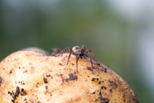 Söt liten spindel — Stockfoto