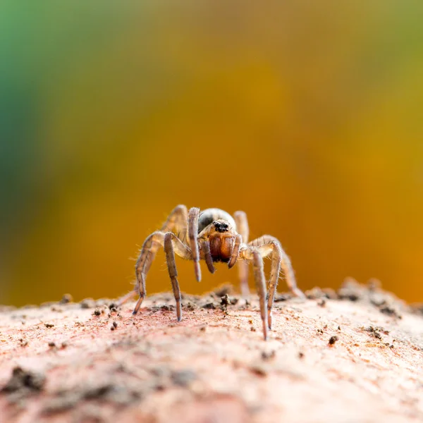 Söt liten spindel — Stockfoto