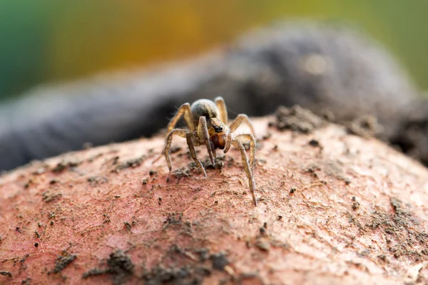 Söt liten spindel — Stockfoto