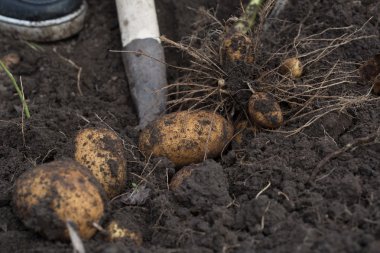 İçinde yatan patates yumrular