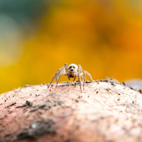 Cute little spider — Stock Photo, Image