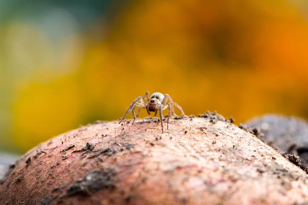 Söt liten spindel — Stockfoto