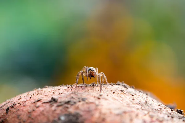 Cute little spider — Stock Photo, Image