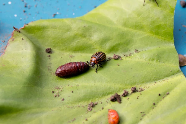 Beetle sitting on a green leaf — Stock Photo, Image