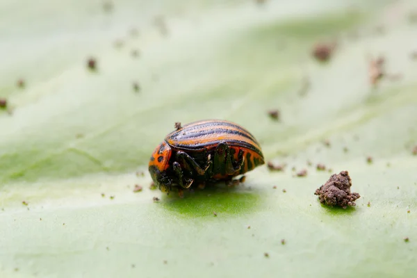 Scarabeo seduto su una foglia verde — Foto Stock