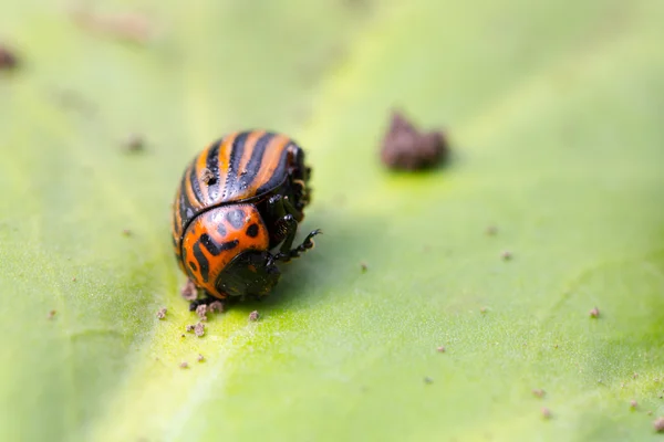 Beetle sitting on a green leaf — Stock Photo, Image