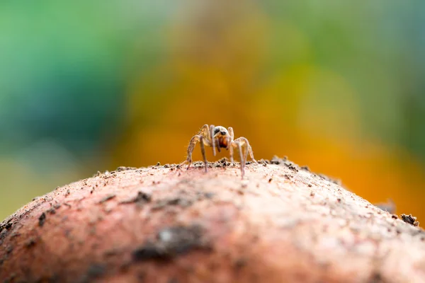 Cute little spider — Stock Photo, Image