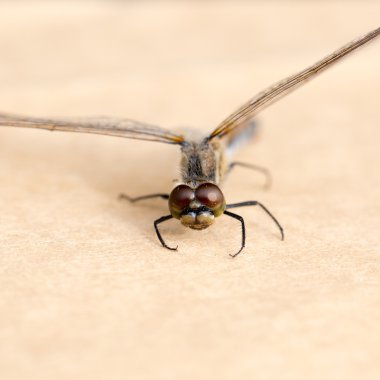 Şeffaf Kanatlı güzel yusufçuk