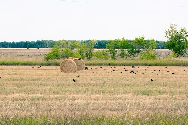 Rollos de heno tirados en el campo —  Fotos de Stock