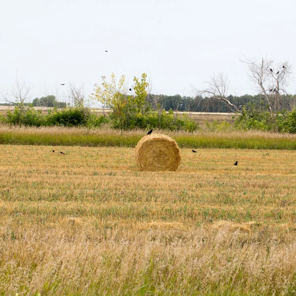 Rouleaux de foin couchés sur le terrain — Photo