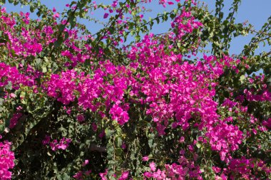 tasarımınız için çiçekler