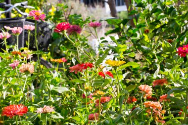 tasarımınız için çiçek kartpostal