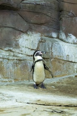 Penguen Kıbrıs hayvanat bahçesinde