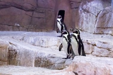 Penguen Kıbrıs hayvanat bahçesinde