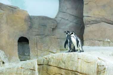 Penguen Kıbrıs hayvanat bahçesinde