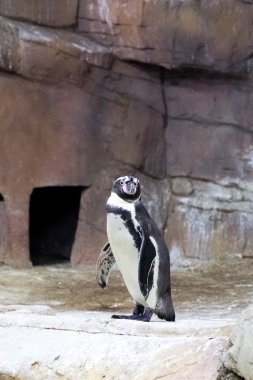 Penguen Kıbrıs hayvanat bahçesinde