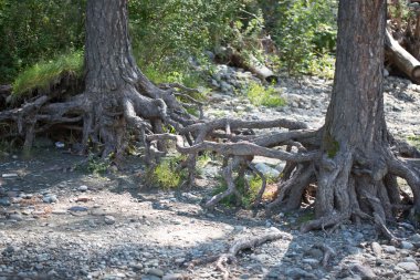 Yaşlı ağaçların kökleri