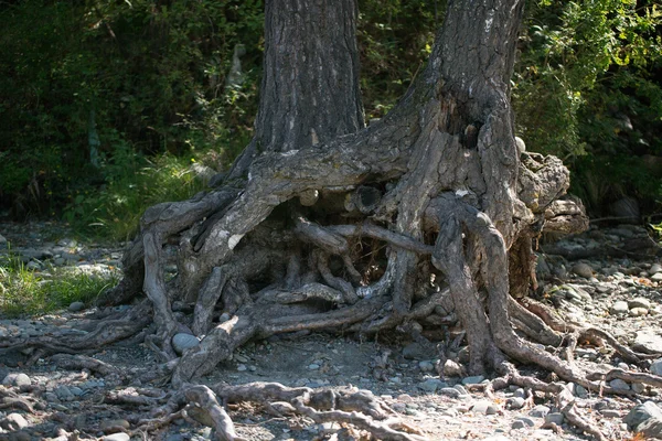 Las raíces de los árboles viejos — Foto de Stock