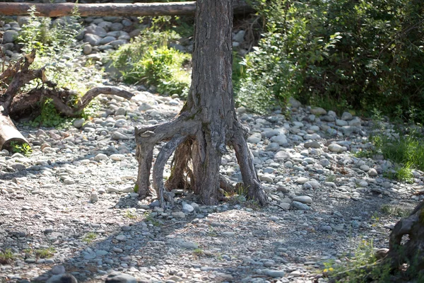 Οι ρίζες των δέντρων — Φωτογραφία Αρχείου