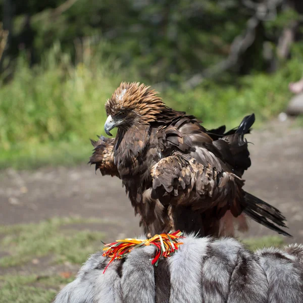 Águila Filia —  Fotos de Stock