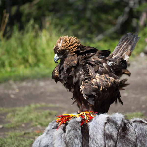 Águila Filia —  Fotos de Stock