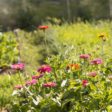 tasarımınız için çiçekler